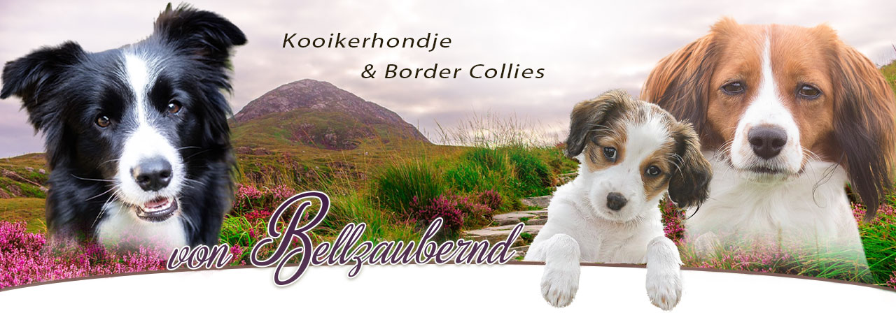 Kooikerhondje | Border Collie | Hundezucht | Österreich